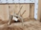 Main Frame 6 Point Whitetail Shed Antler