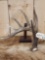 6 Point Canadian Whitetail Shed Antler