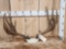 Big Nontypical Mule Deer Antlers On Skull Plate