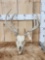 Double Main Beam Whitetail Antlers On Skull