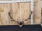 Red Stag Antlers On Plaque