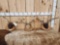 3 Sets Of Whitetail Antlers On Plaques