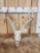 Big Nontypical Whitetail Antlers On Skull