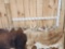 Group Of 8 Big Whitetail Antlers