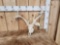 Freak 4x4 Whitetail Antlers On Skull