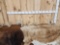 Group Of 5 Whitetail Shed Antlers