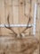 5x5 Elk Antlers On Skull Plate