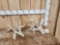 2 Droptine Whitetail Shed Antlers