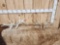 2 Sets Of Whitetail Shed Antlers