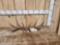 Set Of Wild Canadian Whitetail Shed Antlers