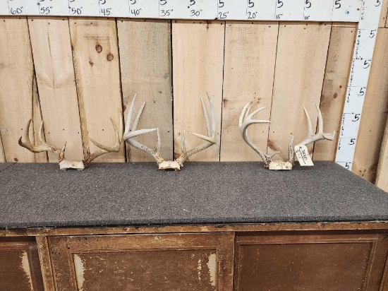 3 Sets Of Whitetail Antlers On Skull Plate