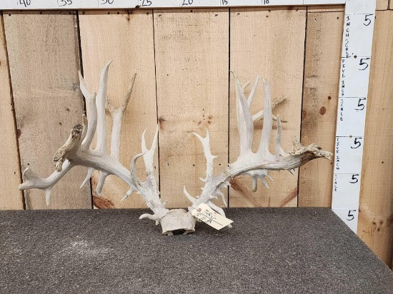 Upper 200 Class Whitetail Antlers On Skull Plate