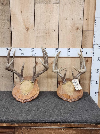 2 Sets Of Whitetail Antlers On Plaques