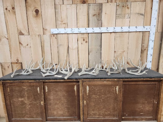 17.4 Lbs Of Whitetail Shed Antlers