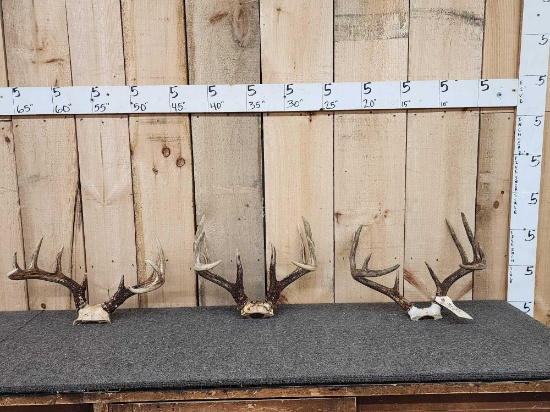 3 Sets Of Whitetail Antlers On Skull Plate