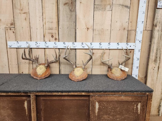 3 Sets Of Whitetail Antlers On Plaques