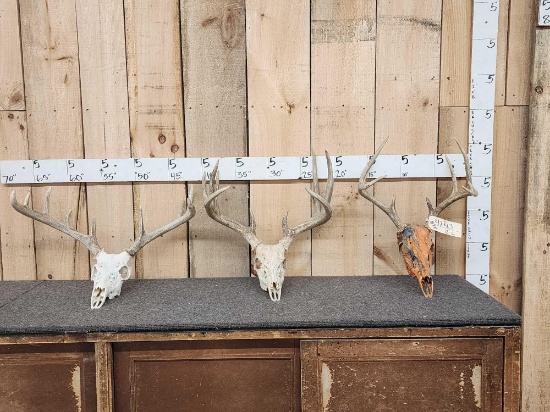 3 Sets Of Whitetail Antlers On Skulls