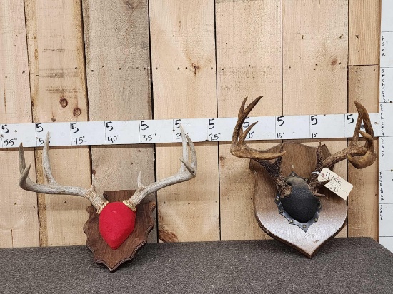2 Sets Of Whitetail Antlers On Plaques