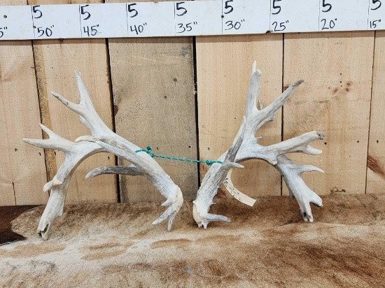 Set Of Big Gnarly Nontypical Whitetail Shed Antlers