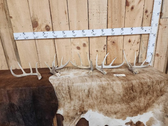 Group Of 5 Wild Iowa Whitetail Shed Antlers