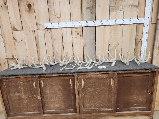 16.6 Lbs Of Whitetail Shed Antlers