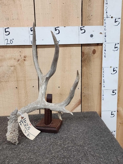5 Point Mule Deer Shed Antler