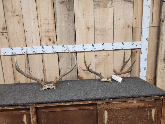 2 Sets Of Mule Deer Antlers On Skull Plate