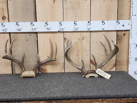 2 Sets Of Whitetail Antlers On Skull Plate