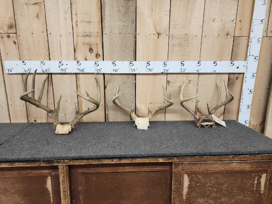 3 Sets Of Whitetail Antlers On Skull Plate