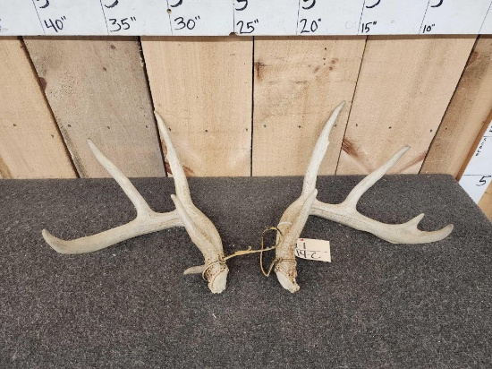 4x5 Whitetail Shed Antlers