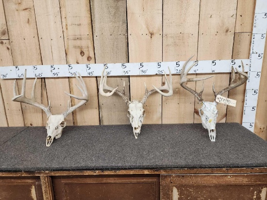 3 Sets Of Whitetail Antlers On Skulls