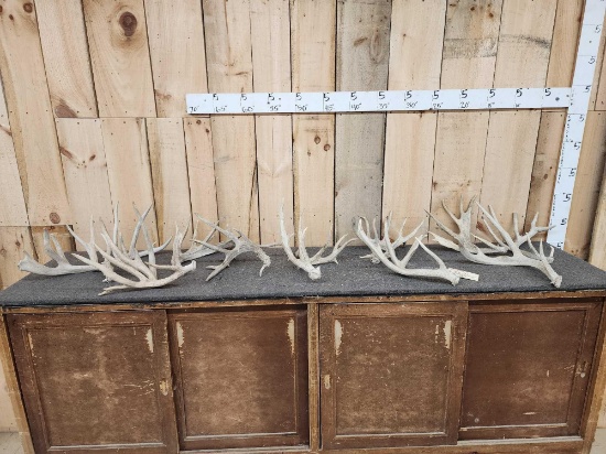 18.2 Lbs Of Whitetail Shed Antlers