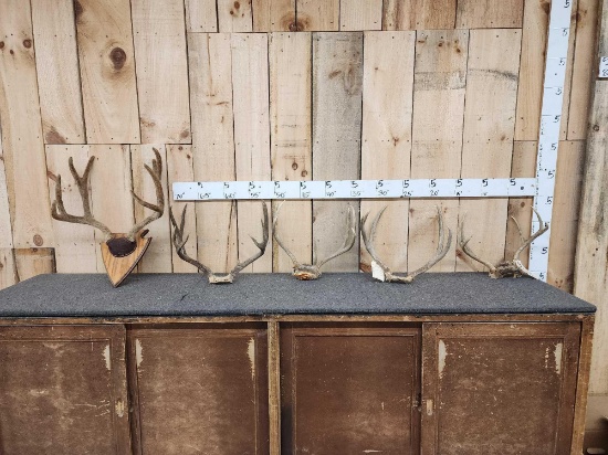5 Sets Of Mule Deer Antlers