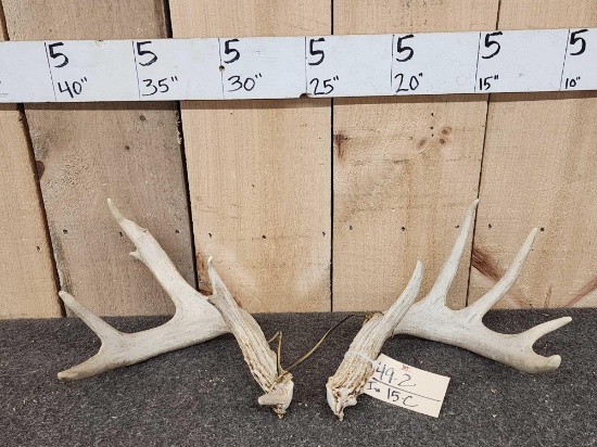 4x5 Whitetail Shed Antlers