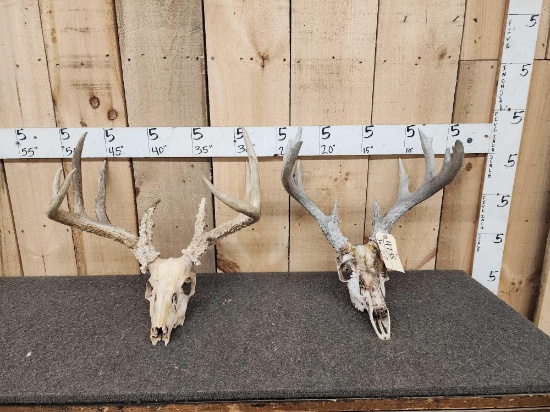 2 Sets Of Whitetail Antlers On Skulls