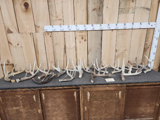 19 Lbs Of Whitetail Shed Antlers