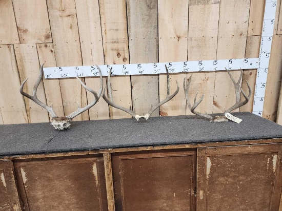 3 Sets Of Mule Deer Antlers On Skull Plate