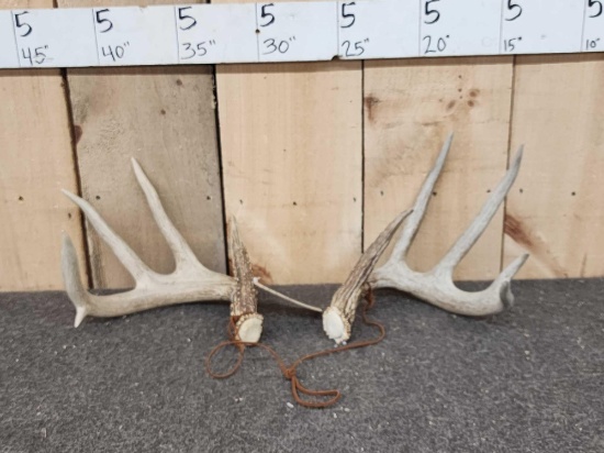 4x5 Whitetail Shed Antlers