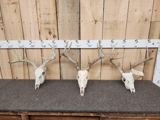3 Sets Of Whitetail Antlers On Skulls