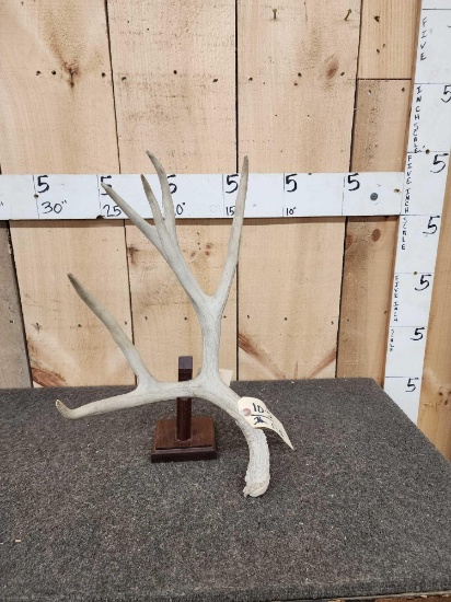 90 5/8" Wyoming Mule Deer Shed Antler