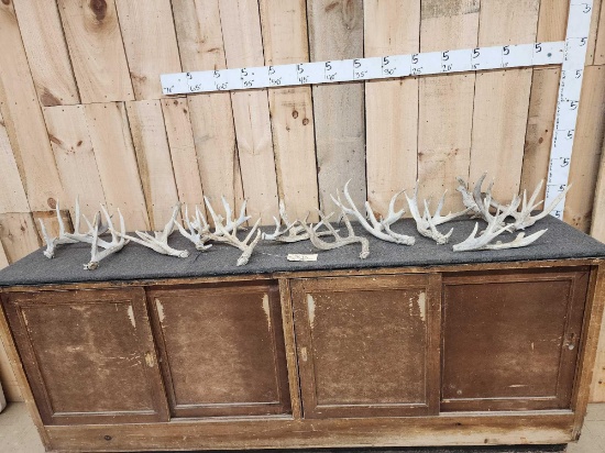 18 Lbs Of Whitetail Shed Antlers