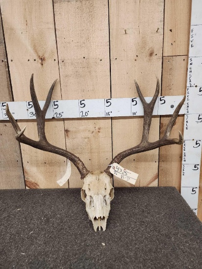 4x4 Mule Deer Antlers On Skull Plate