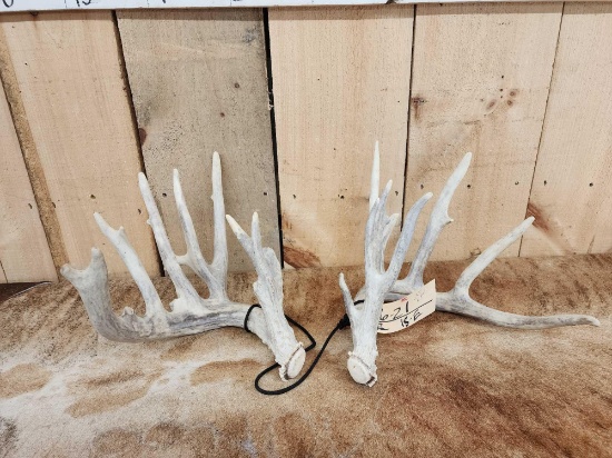 Set Of Nontypical Whitetail Shed Antlers