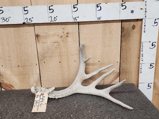7 Point Mule Deer Shed Antler