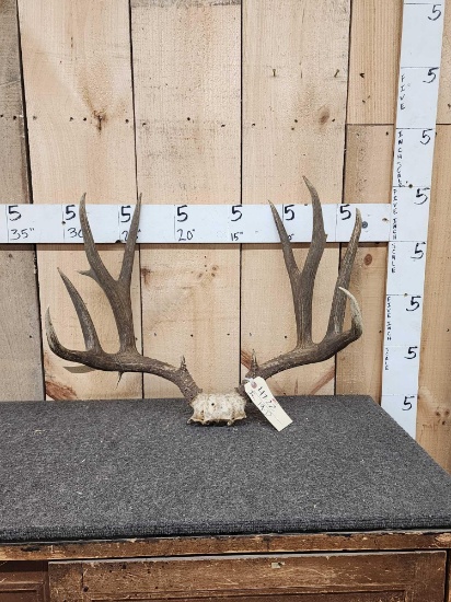 5x5 Mule Deer Antlers On Skull Plate