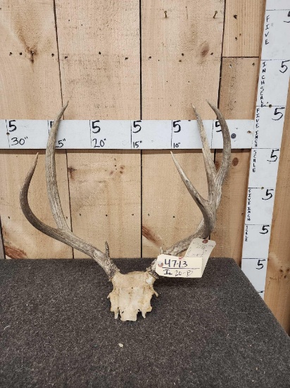 3x5 Mule Deer Antlers On Skull Plate