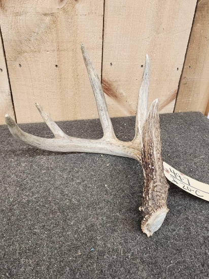 5 Point Whitetail Shed Antler