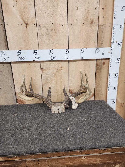 6x5 Whitetail Antlers On Skull Plate