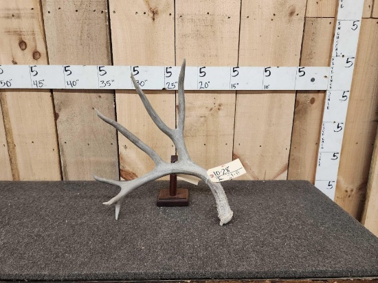 Giant 91" Wyoming Mule Deer Shed Antler