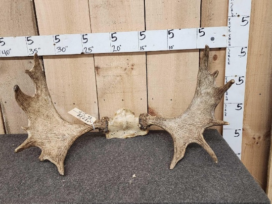30" Moose Antlers On Skull Plate